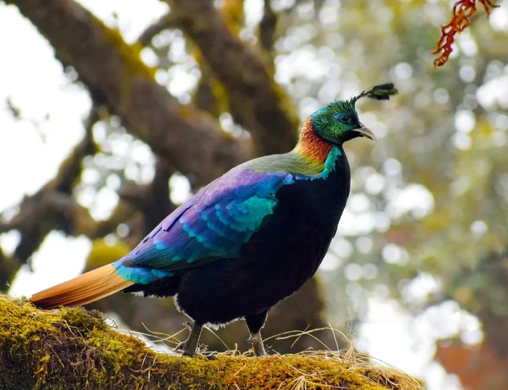 Birds