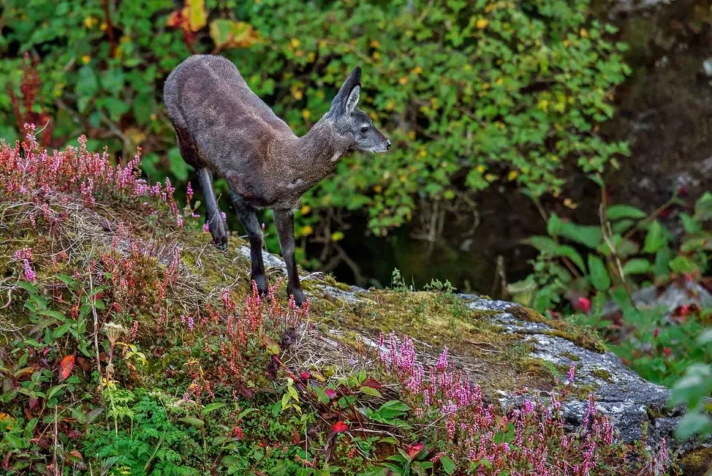 Himalayan Musk Deer 