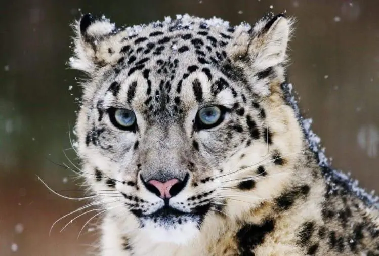 Snow Leopard